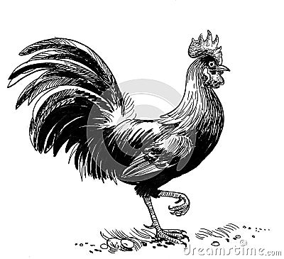 Standing rooster Stock Photo