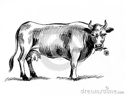 Grazing cow Cartoon Illustration