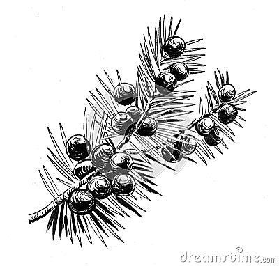 Juniper branch Cartoon Illustration