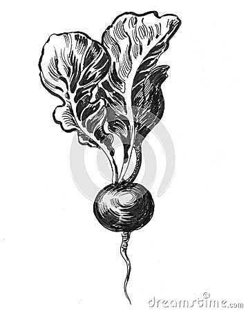 Radish vegetable Cartoon Illustration