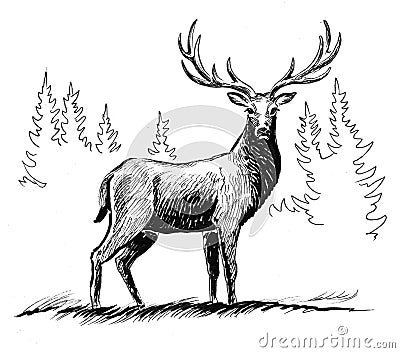 Wild deer Cartoon Illustration