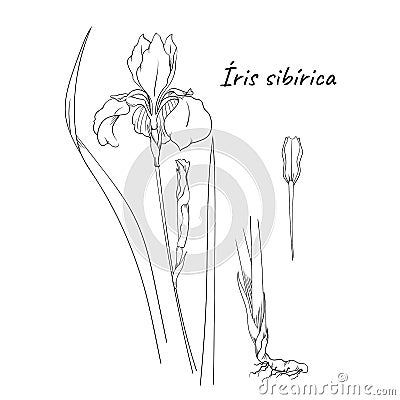 Ink, black and white iris flowers . Hand drawing botanical illustration with flower, leaves, root and seeds. Line sketch Vector Illustration