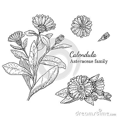 Ink calendula hand drawn sketch Vector Illustration