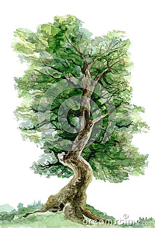 Deciduous tree, curved trunk, painted in watercolor. Stock Photo
