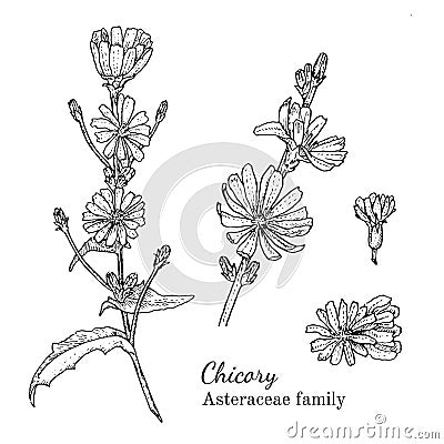 Ink chicory hand drawn sketch Vector Illustration