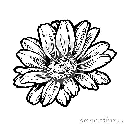 Ink daisy flower line graphic sketch Vector Illustration