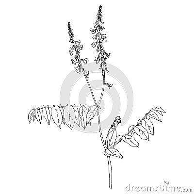 Ink drawing plant with flowers Vector Illustration