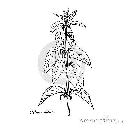 Ink drawing plant of nettle Vector Illustration