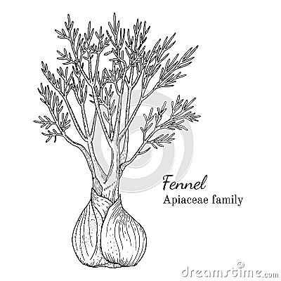 Ink fennel hand drawn sketch Vector Illustration