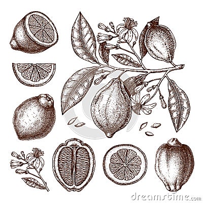 Ink hand drawn citrus fruits collection. Lemon branch drawings. Vector sketch of highly detailed lemons tree with leaves, fruits Vector Illustration