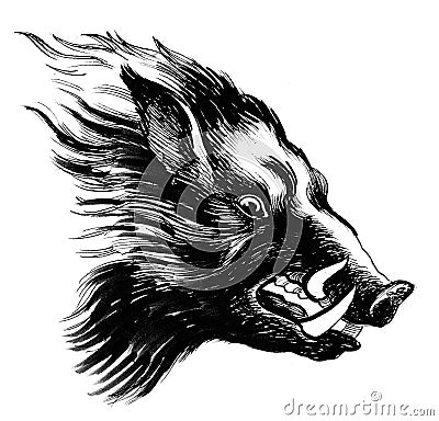 Mad boar Cartoon Illustration