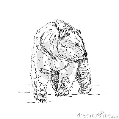 Hand drawn ink illustration. Vector black and white engrave isolated bear Vector Illustration