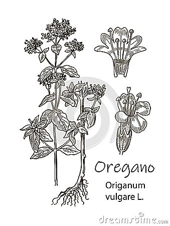 Ink oregano herbal detalied illustration. Hand drawn botanical sketch style. Good for using in packaging - tea Vector Illustration