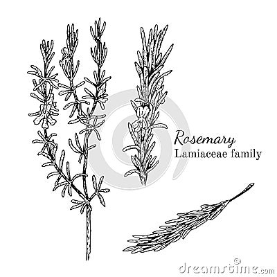 Ink rosemary hand drawn sketch Vector Illustration