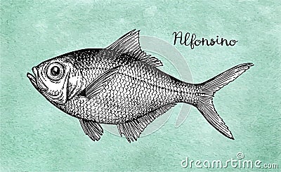 Ink sketch of alfonsino. Vector Illustration