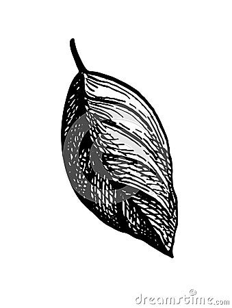 Ink sketch of apple leaf. Cartoon Illustration