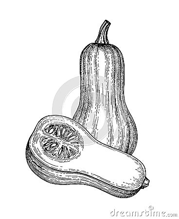 Ink sketch of butternut squash Vector Illustration