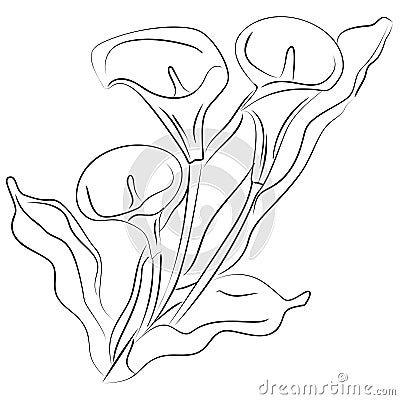 Ink sketch Calla flower Vector Illustration