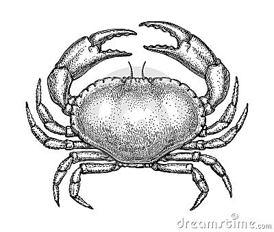 Ink sketch of edible crab Vector Illustration