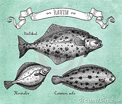 Ink sketch of flatfish Vector Illustration