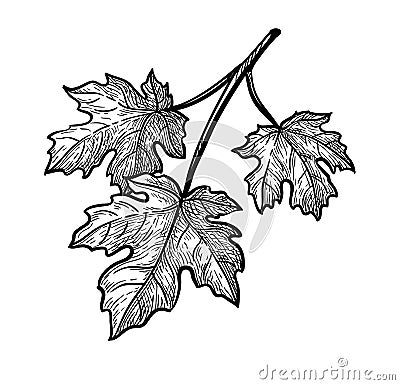 Ink sketch of maple branch. Vector Illustration