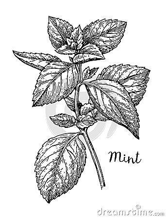 Ink sketch of mint. Vector Illustration