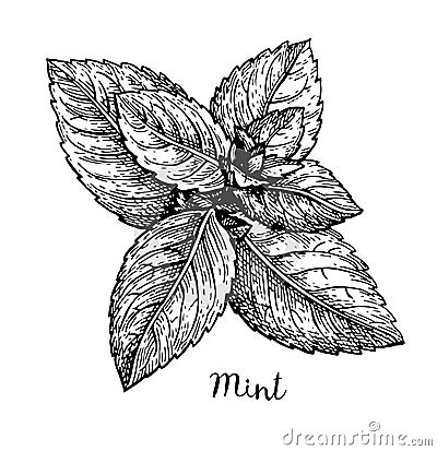 Ink sketch of mint. Vector Illustration