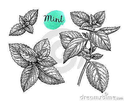 Ink sketch of mint. Vector Illustration