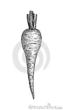 Ink sketch of parsnip Vector Illustration
