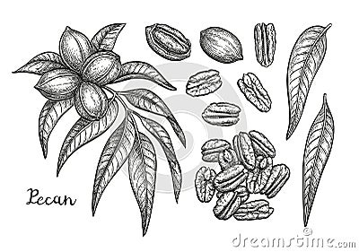 Ink sketch of pecan Vector Illustration