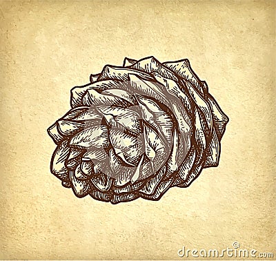 Ink sketch of pine nut. Vector Illustration
