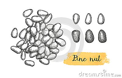 Ink sketch of pine nut. Vector Illustration