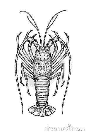 Ink sketch of spiny lobster Vector Illustration