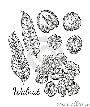 Ink sketch of walnuts Vector Illustration