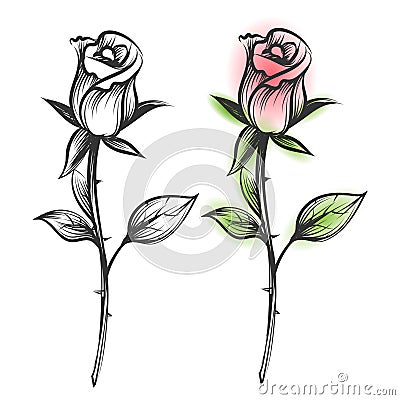 Ink sketched and colorful roses Vector Illustration