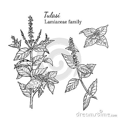 Ink tulasi hand drawn sketch Vector Illustration