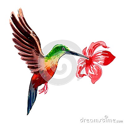 Humming bird and flower Stock Photo