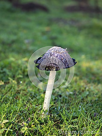 Shaggy Inkcap Toadstool Stock Photo