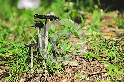 Inky Cap Mushrooms Stock Photo