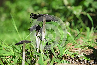 Inky Cap Mushrooms Stock Photo