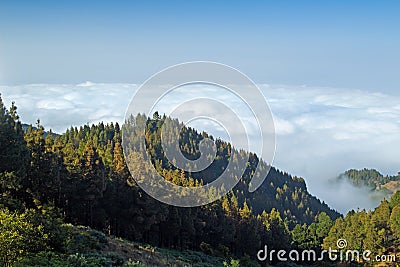 Inland Gran Canaria, view over the tree tops towards cloud cover Stock Photo