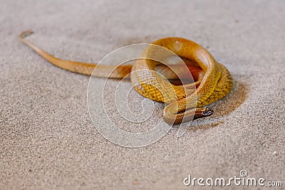 Inland taipan at snake show Stock Photo