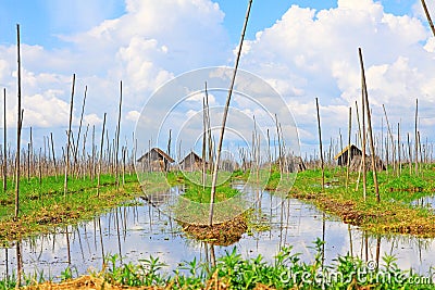 Inle Lake Floating Farm, Myanmar Stock Photo