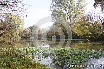 Inlet with floating plants on it Stock Photo