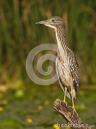 Inmature Black-crowned Night Heron Nycticorax nycticorax perched in a branch fishing Stock Photo