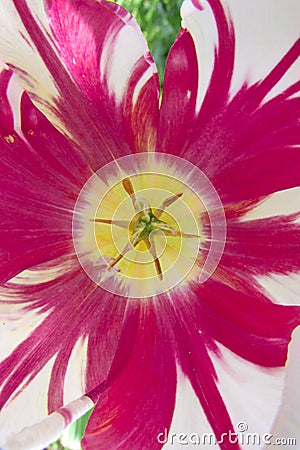 The inner core of the tulip. Divorces and close-up patterns. the color of the year 2023 is viva magenta. Abstraction Stock Photo