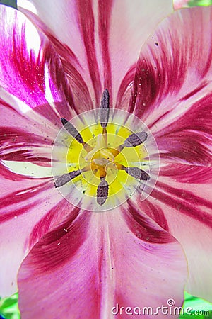 The inner core of the tulip. Divorces and close-up patterns. the color of the year 2023 is viva magenta. Abstraction Stock Photo