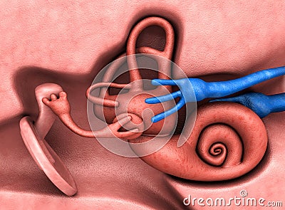 Inner ear Cartoon Illustration