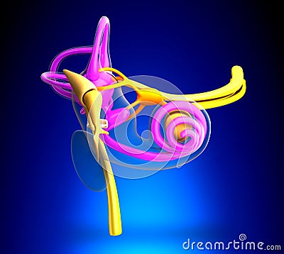 Inner Ear Anatomy on blue background Stock Photo