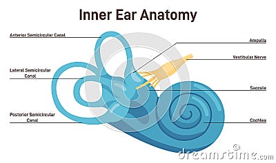 Inner ear anatomy. Vestibular system organ. Membranous labyrinth Vector Illustration